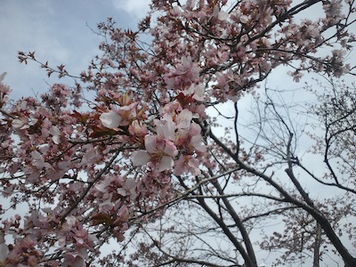 桜6