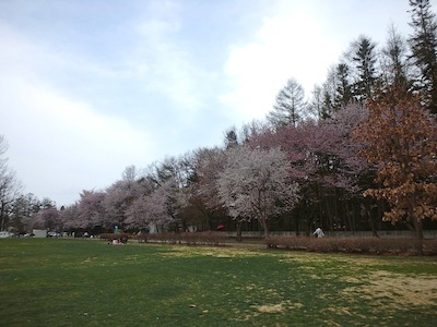 桜8