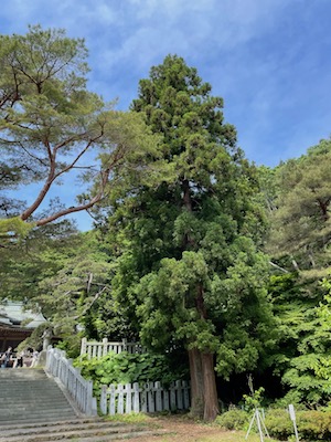 函館八幡宮2